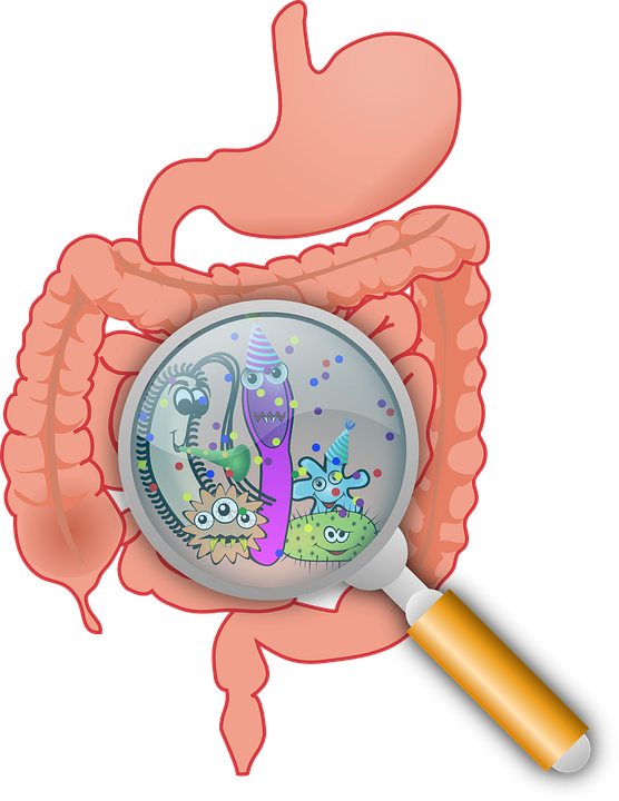 Microbiota intestinal, ¿cuáles son sus funciones?